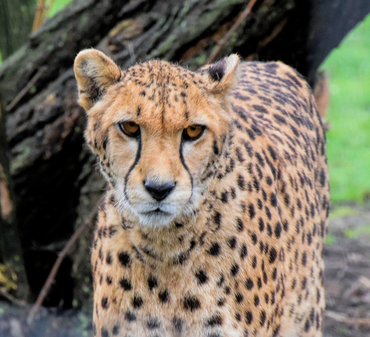 Gepard