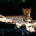 Gepard