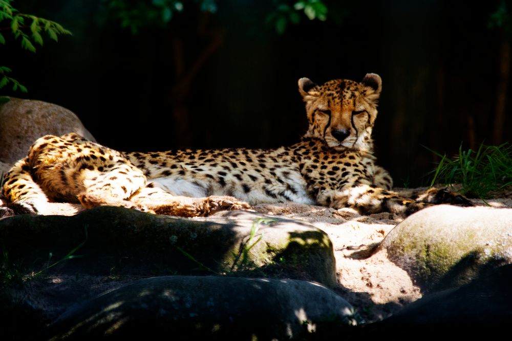 Gepard