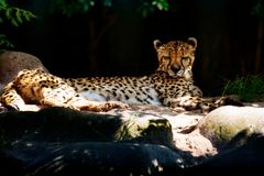 Gepard