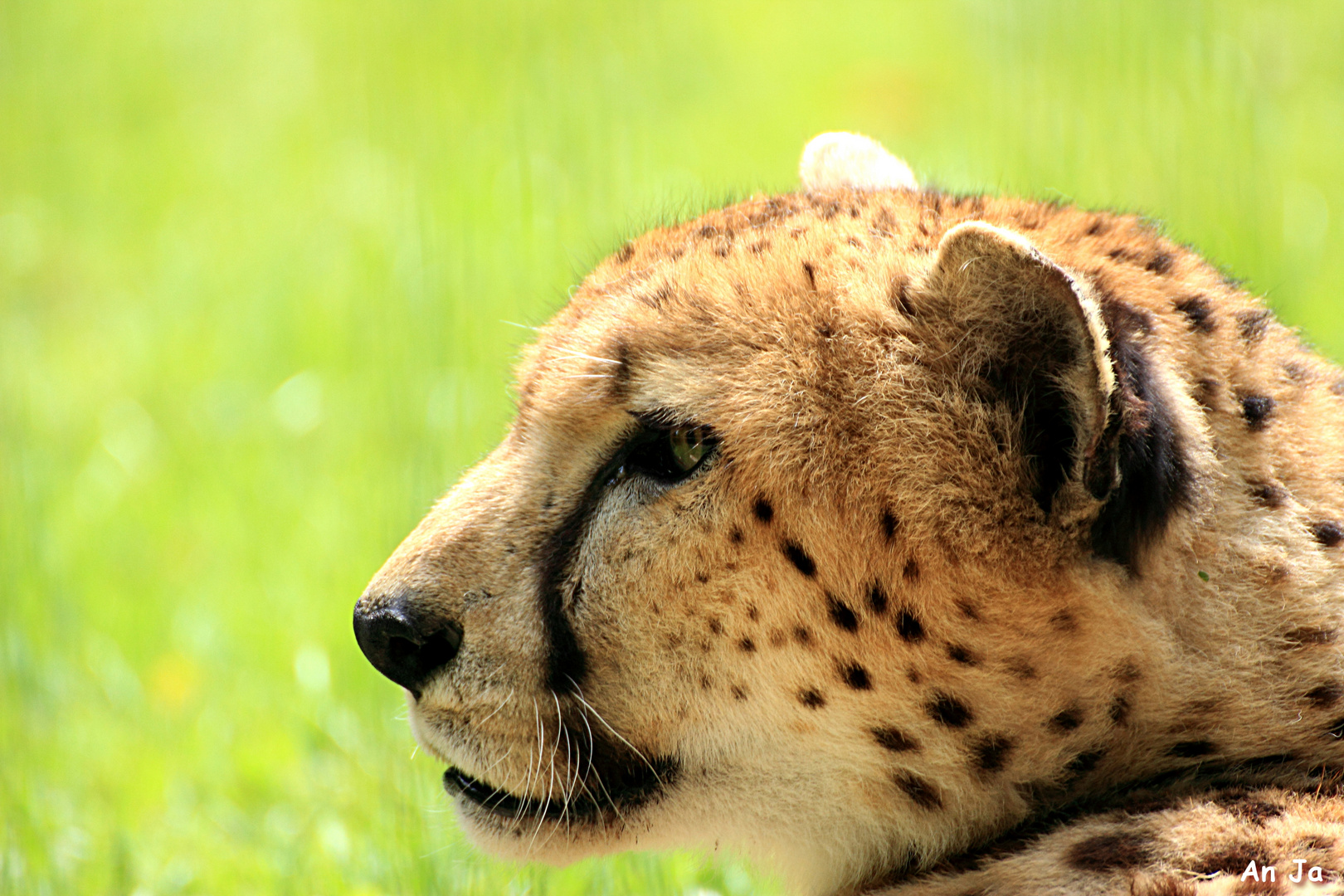 Gepard