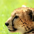 Gepard