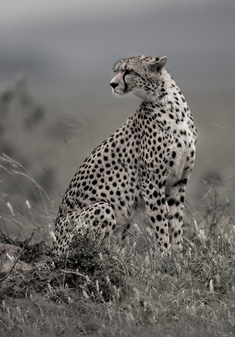 Gepard