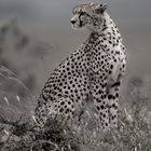 Gepard