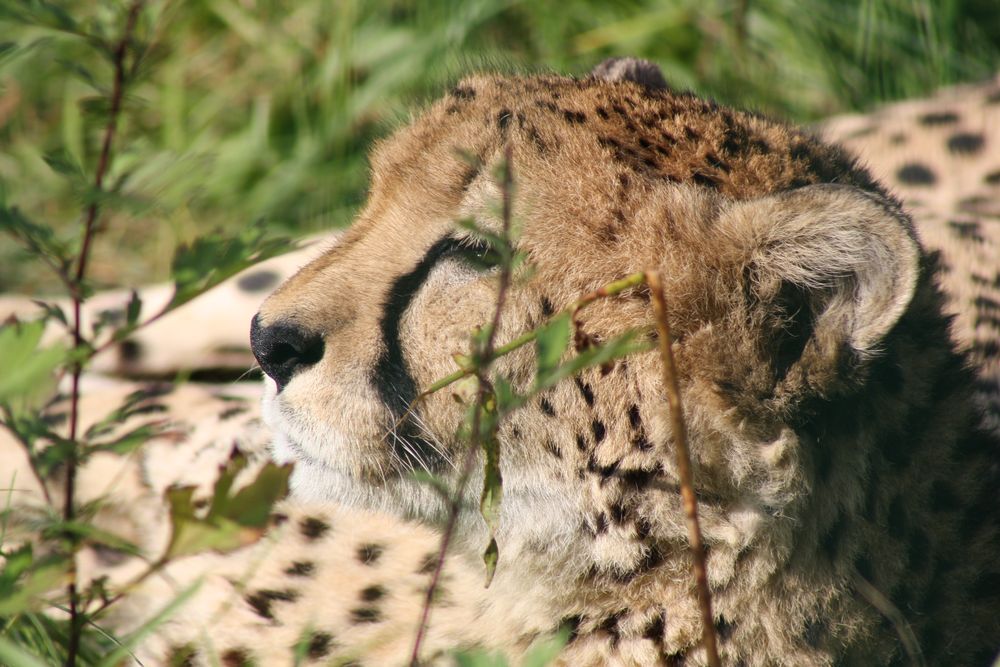 Gepard