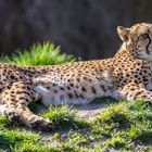 Gepard