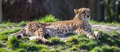 Gepard