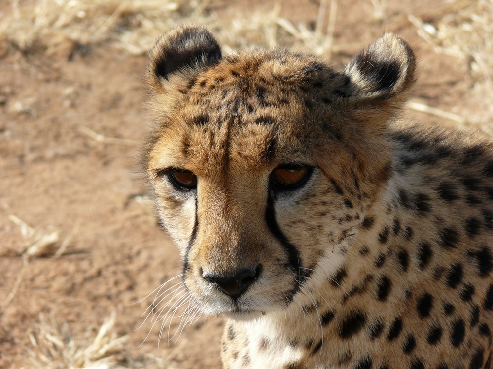 Gepard - das schnellste Tier der Welt