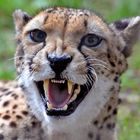 Gepard