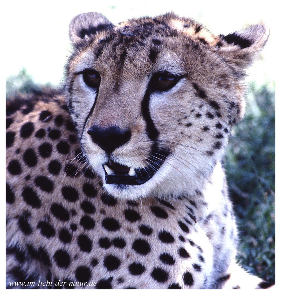 Gepard