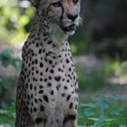 Gepard