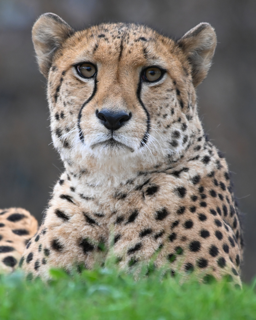 Gepard