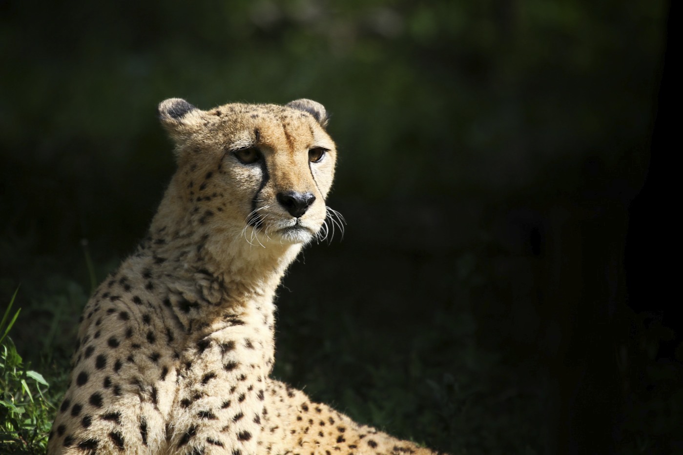 Gepard