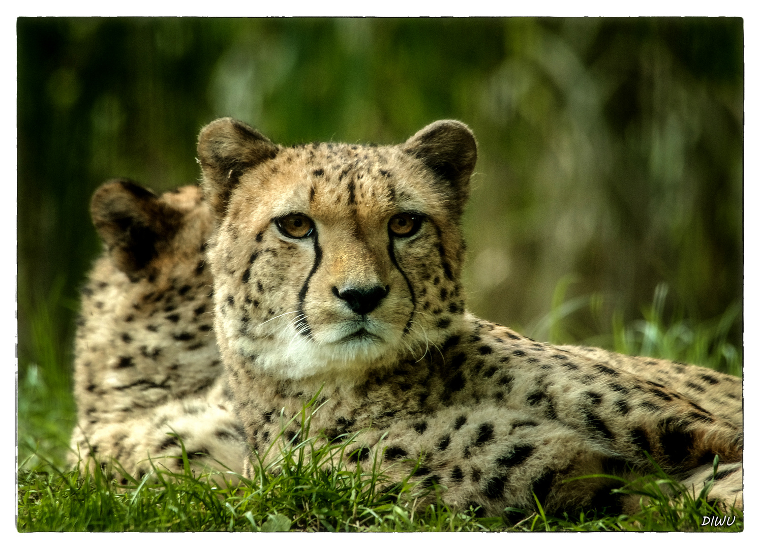 Gepard