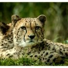 Gepard