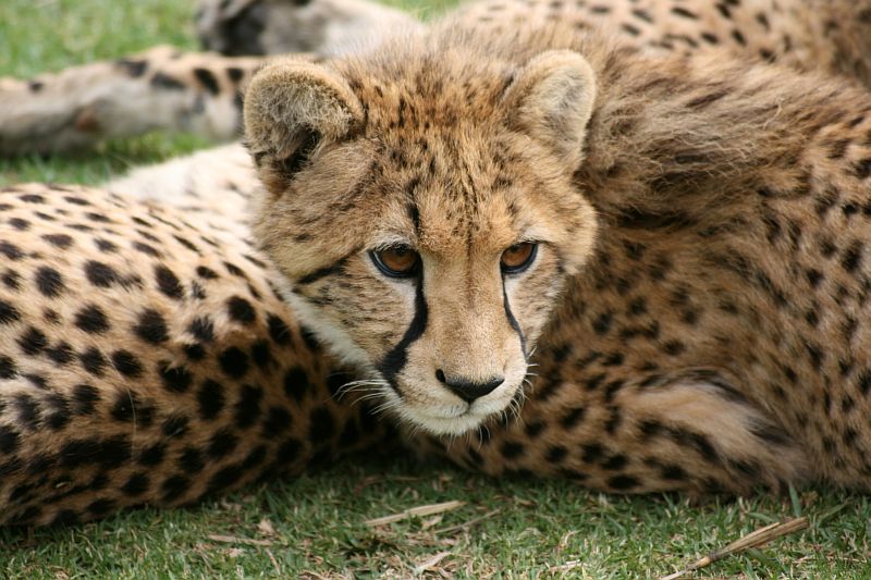 Gepard