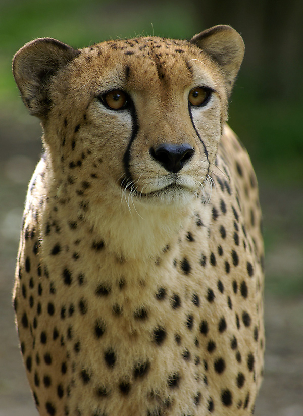 Gepard