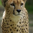 Gepard