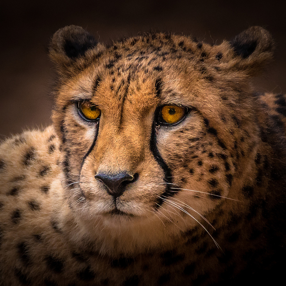 Gepard