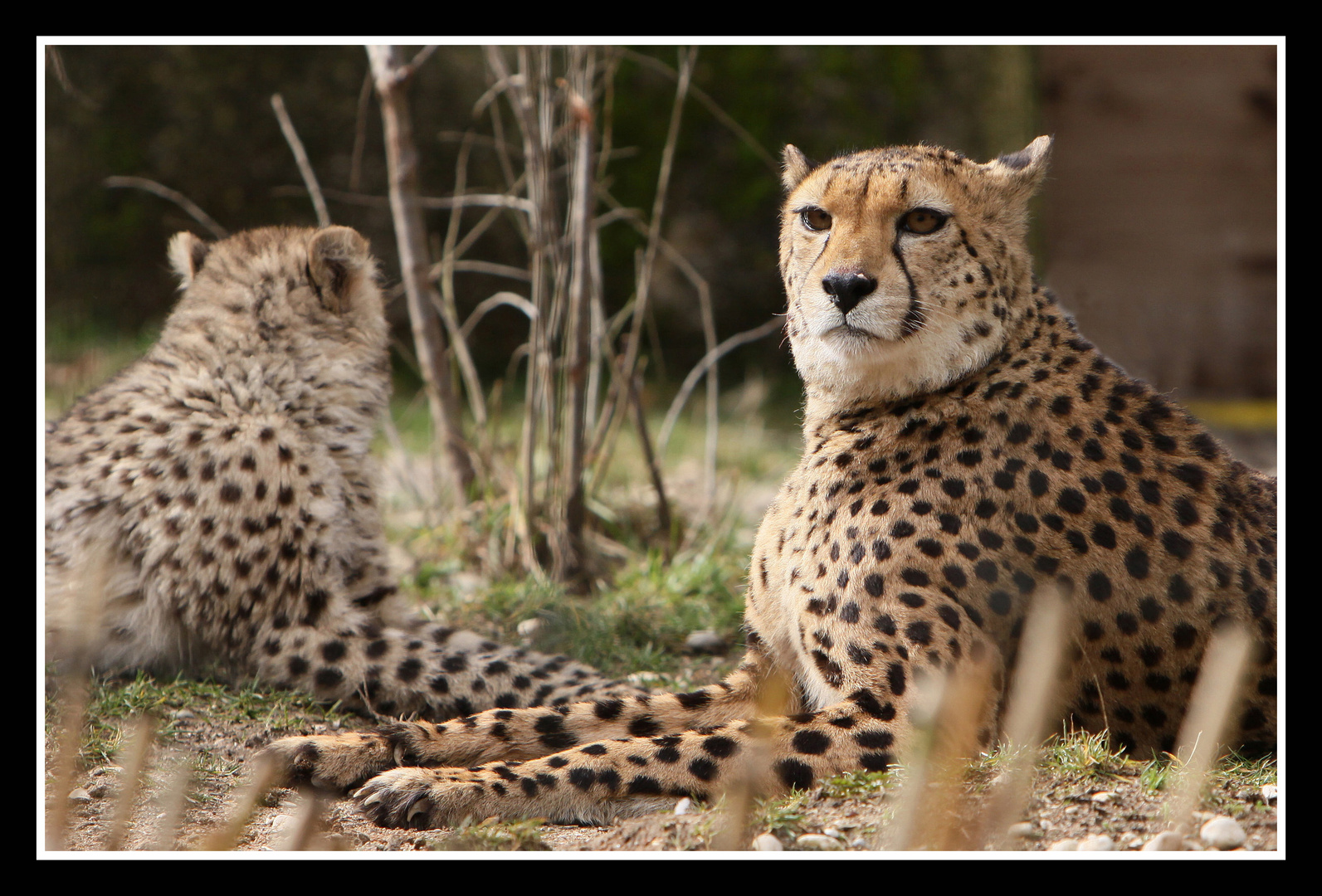 Gepard