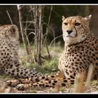 Gepard