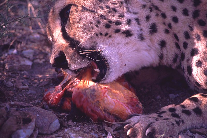 Gepard - diesmal definitiv nicht zahm, aber zur Zeit beschäftigt ...