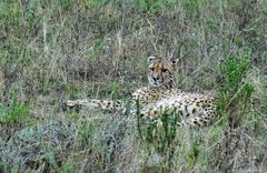 Gepard                         ...........DSC_4335