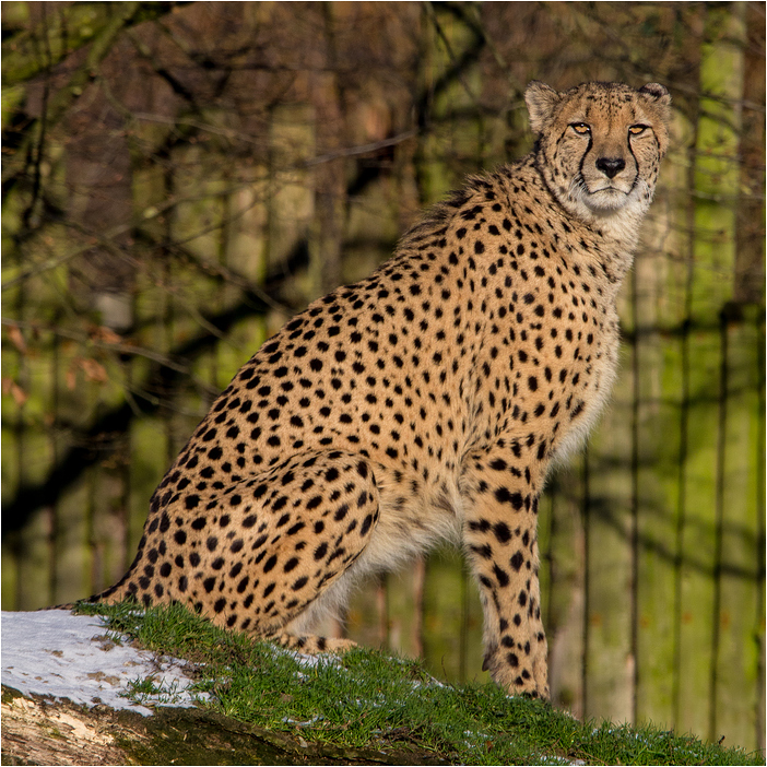 Gepard