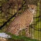 Gepard