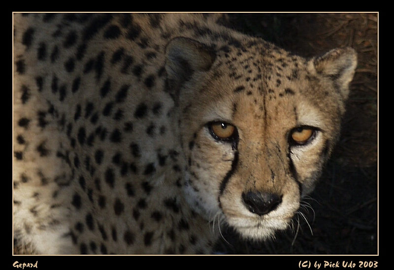 Gepard