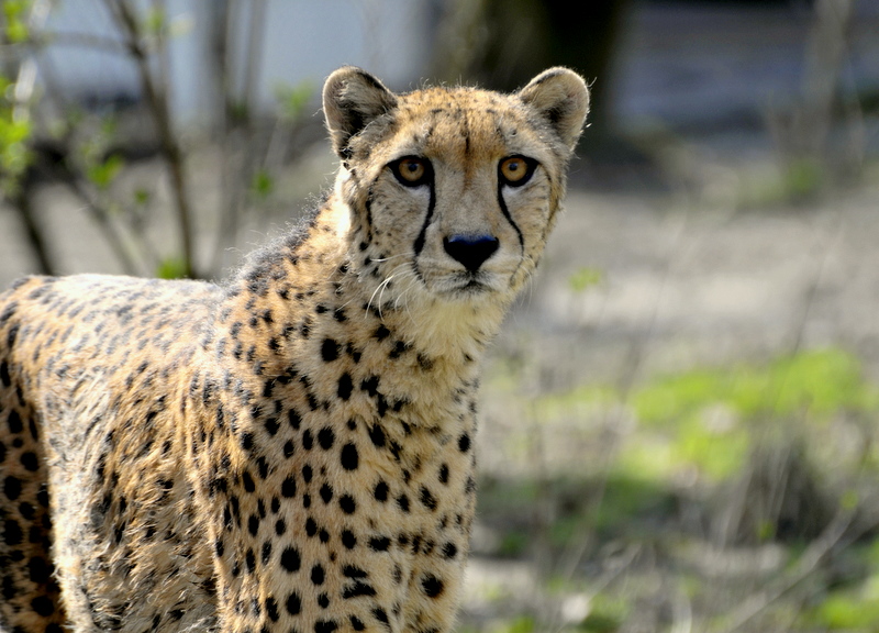 Gepard