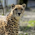 Gepard