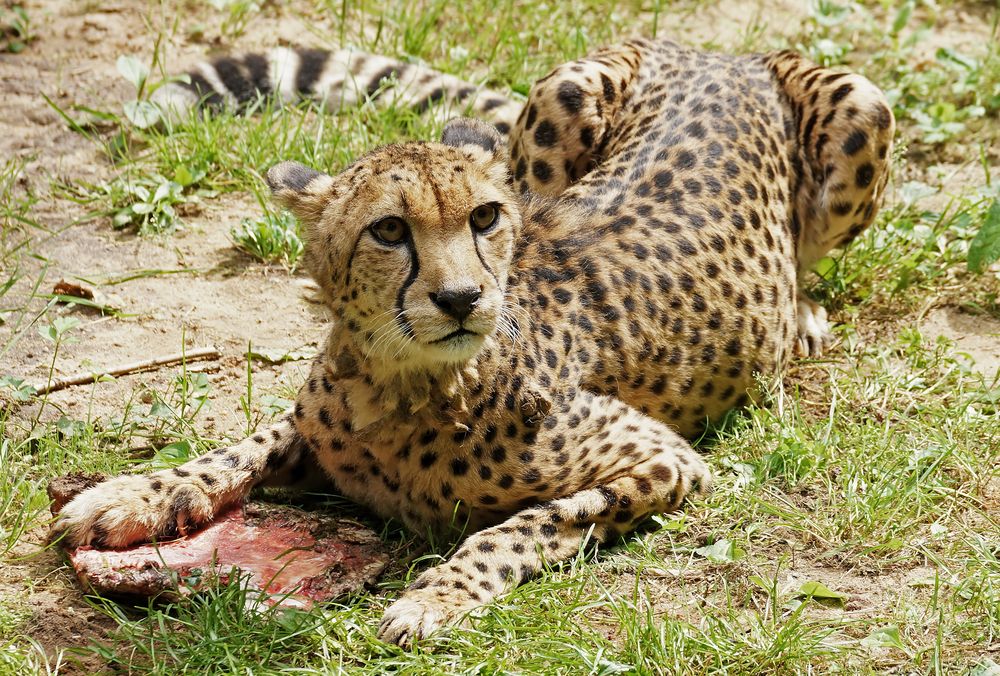 Gepard...