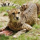 Gepard...