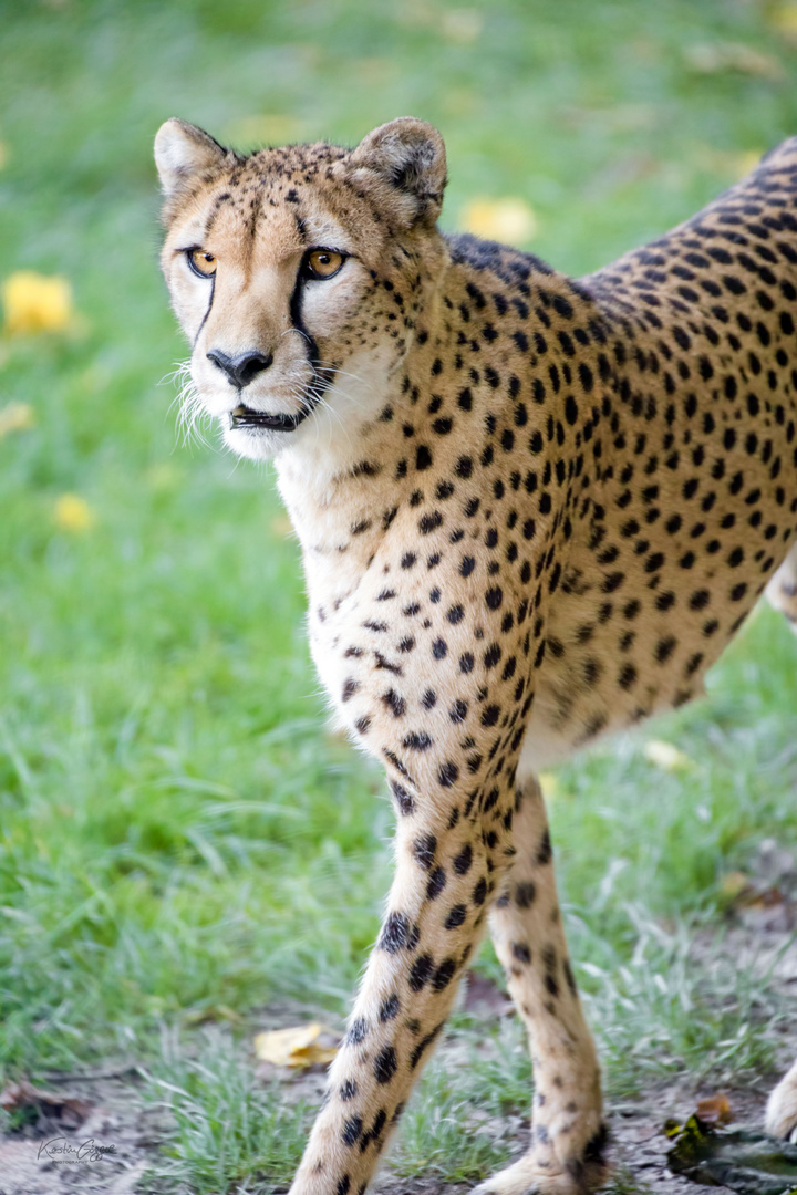 Gepard