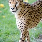 Gepard