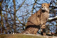 Gepard