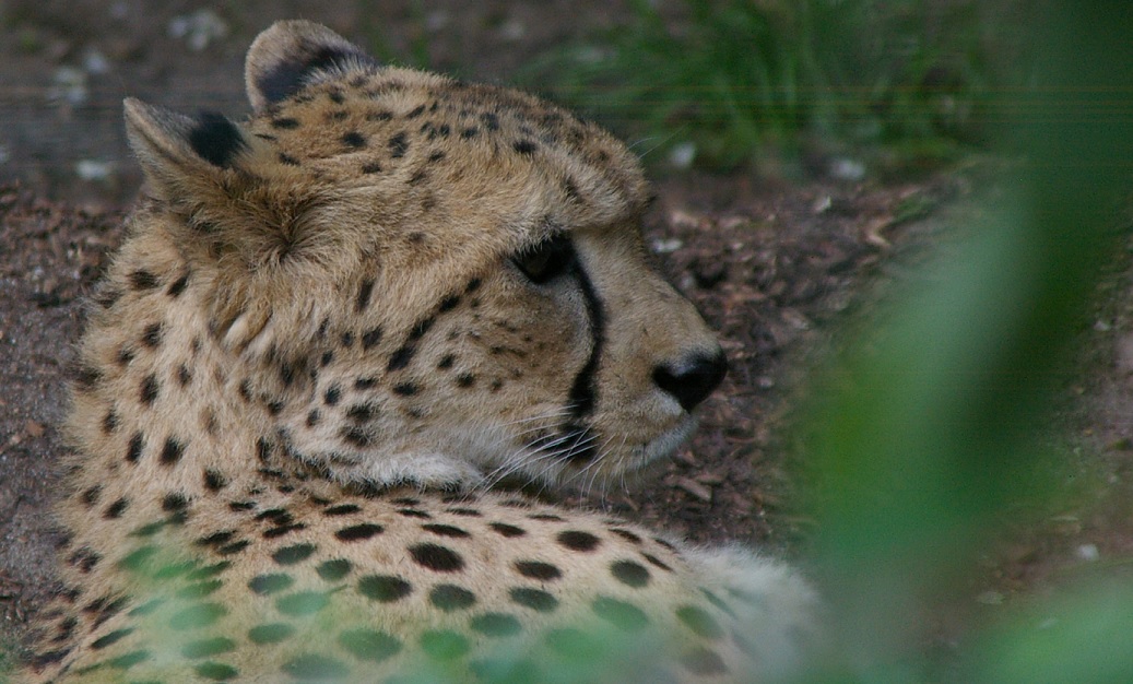 Gepard