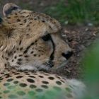 Gepard