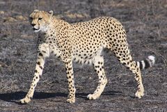 Gepard