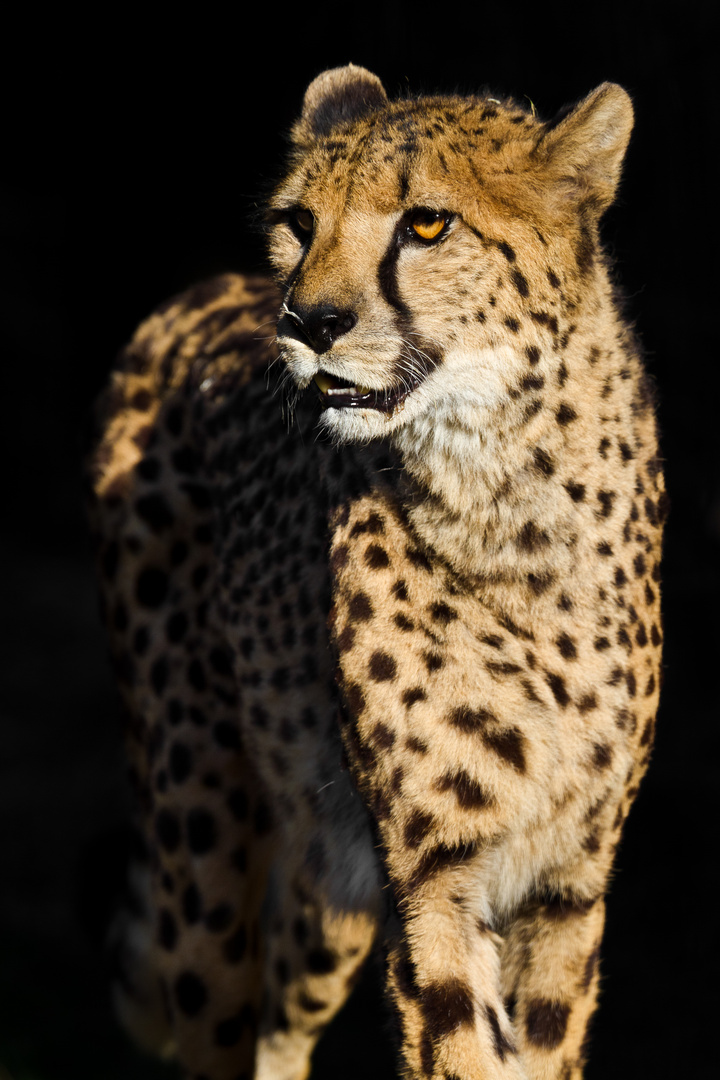 Gepard