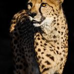 Gepard