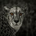 Gepard