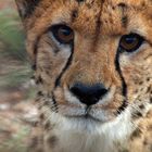 Gepard