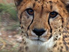 Gepard