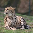 Gepard