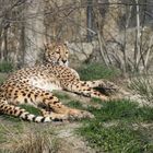 Gepard