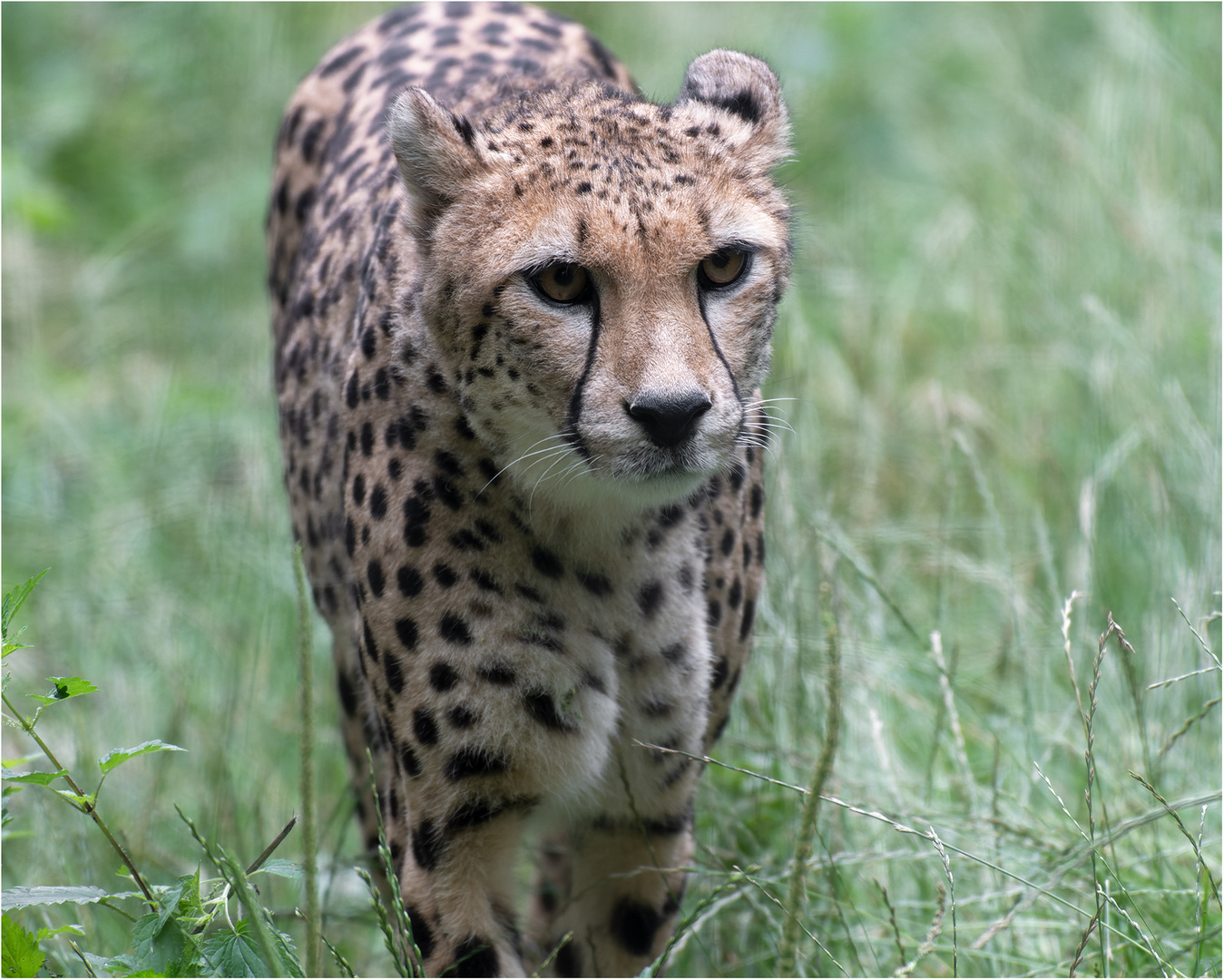 Gepard