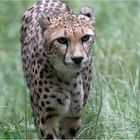 Gepard