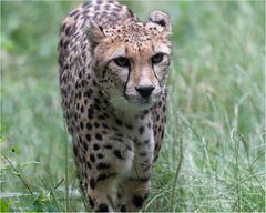 Gepard